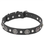 "Shiny Charm" Leather Dog Collar with Silver-Like Conchos and Half-Ball Studs "Shiny Charm" Leather Dog Collar with Silver-Like Conchos and Half-Ball Studs