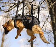 Tactical Insertion Harness - Crucial harness in rapid ascending Tactical Insertion Harness - Crucial harness in rapid ascending