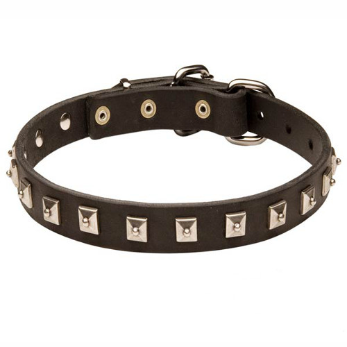 Fine leather collar with nickel plated studs