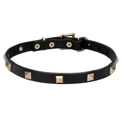 Strong dog collar decorated with brass studs