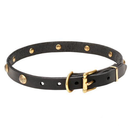 Dog collar with brass-covered buckle and D-ring