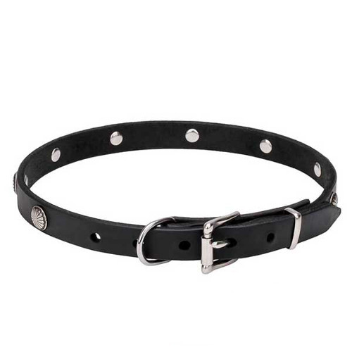 Reliable dog collar with strong chrome-plated buckle