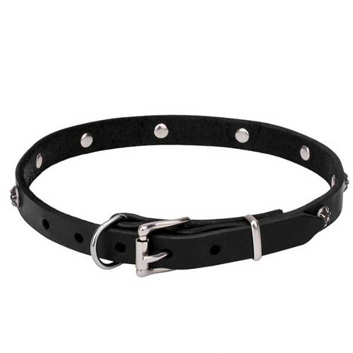 Leather dog collar with reliably fixed strong fittings