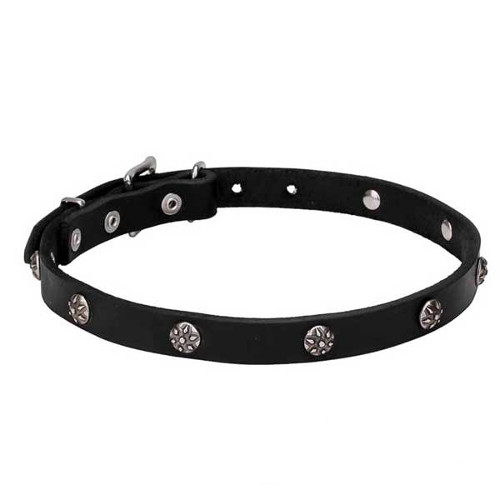 Designeer dog collar with engraved chrome-plated studs