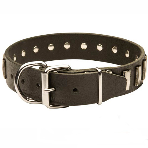 Dazzling leather dog collar with shiny plates