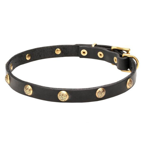 Leather dog collar with shiny brass studs