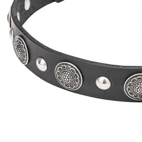 Decorated dog collar with silvery chrome-plated studs