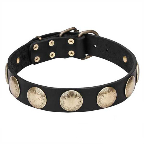 Dog collar with shiny brass circles