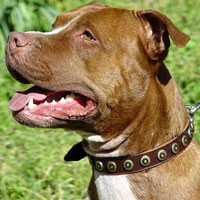 Custom leather training schutzhund dog collar