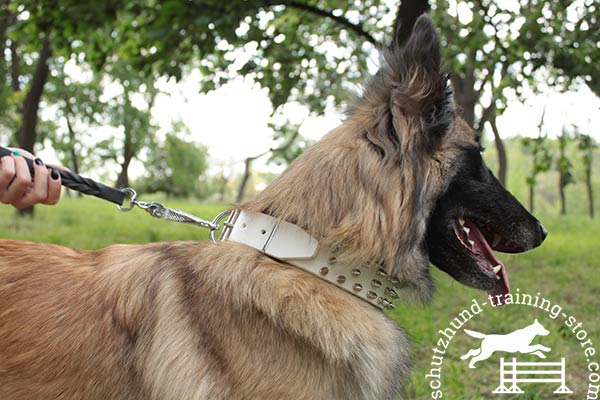 Leather Tervuren collar of snow white color