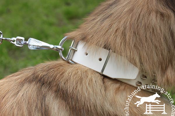 White leather Tervuren collar with nickel plated D-ring