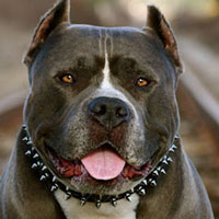 Schutzhund Collar Is Extra Wide