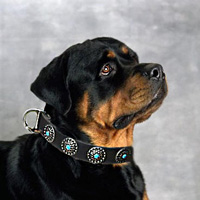 Schutzhund Leather dog collar