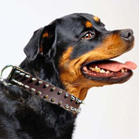 Schutzhund 2 Rows of spikes collar for all dogs