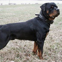 Schutzhund agitation collar 2 ply leather dog collar with handle