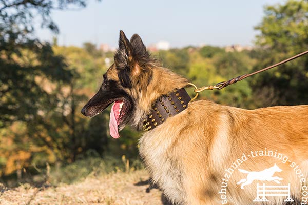 Tervuren brown leather collar with durable brass plated fittings for basic training