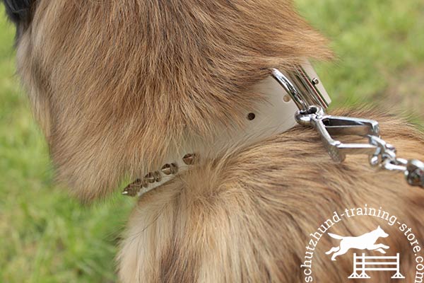 Tervuren collar with dependable D-ring for leash attachment