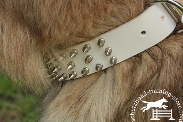 White leather Tervuren collar with three rows of riveted spikes