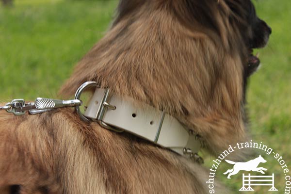 Leather Tervuren collar with traditional buckle