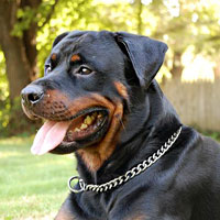 Choke dog collar