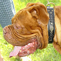 Hand Made Leather dog collar