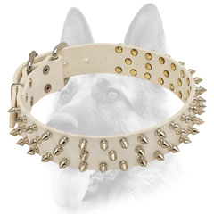 Leather white dog collar with spikes for Schutzhund training