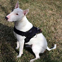 Serviceable unique nylon dog harness 