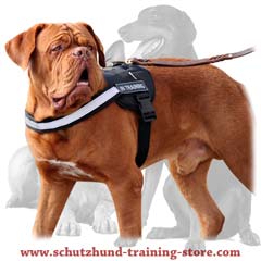 Practical everyday comfy dog harness