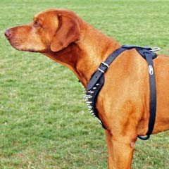 Serviceable beautiful leather dog harness