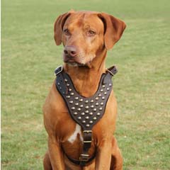 Safety walking leather dog harness
