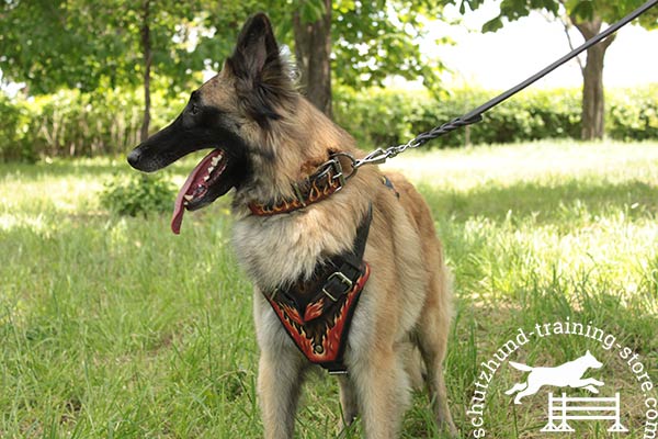Tervuren leather harness with corrosion resistant hardware for better comfort
