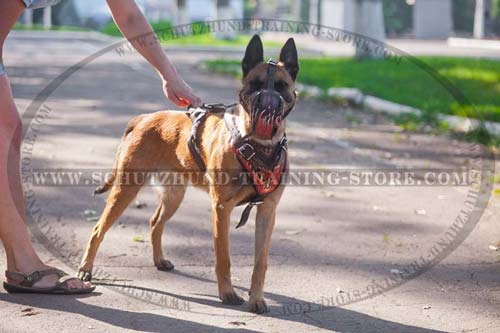 Leather Belgian Malinois Harness Attractive Well-Made