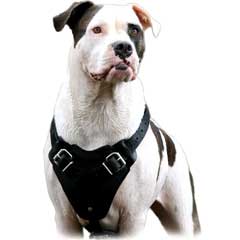 Well-made durable dog harness