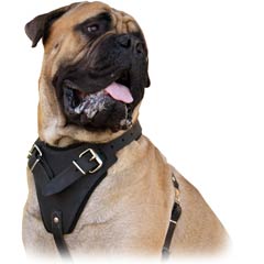 Best available leather harnesses