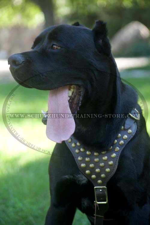 Decorated Cane Corso Harness Leather Very Fashionable