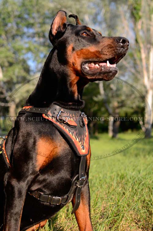 Leather Doberman Harness Painted in Fire Flames