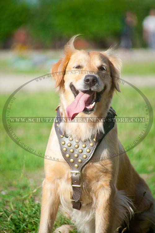 Golden Retriever Harness Designer Dog Gear