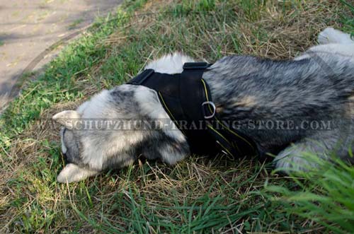 Dog Harness Nylon Meant for Central Asian Shepherd