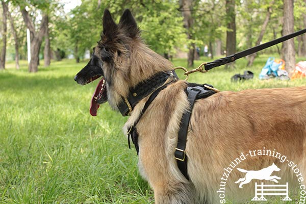 Tervuren leather leash with rust-proof hardware for any activity