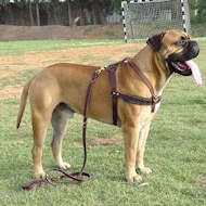 Fleece Padded Harness for working dogs-everyday dog harness Fleece Padded Harness for working dogs-everyday dog harness