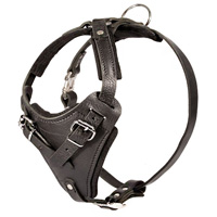 Padded Leather dog collar