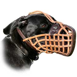 Muzzle that will suit your dog