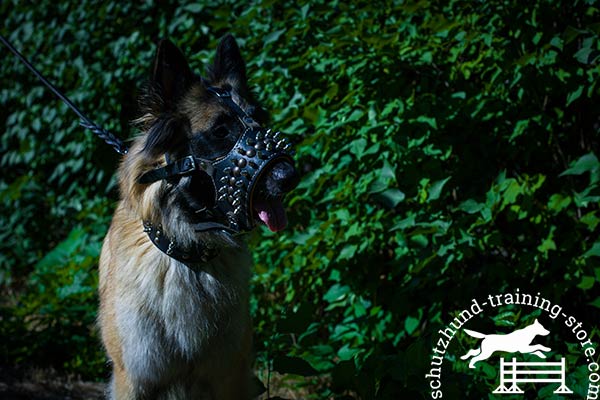 Leather Tervuren muzzle adorned with studs and spikes