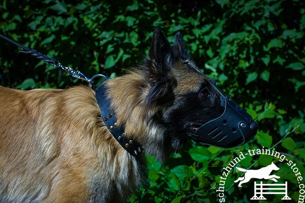 Tervuren leather muzzle of genuine materials with traditional buckle for improved control