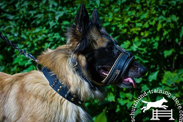 Tervuren leather muzzle with corrosion resistant fittings for walking