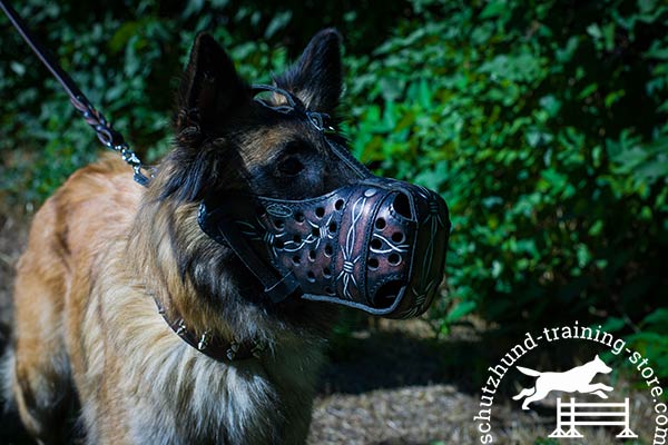 Tervuren leather muzzle with durable nickel plated hardware for perfect control
