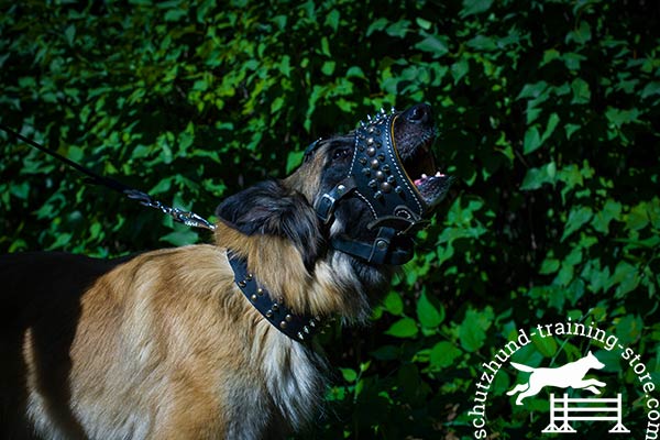 Tervuren leather muzzle with reliable nickel plated hardware for any activity