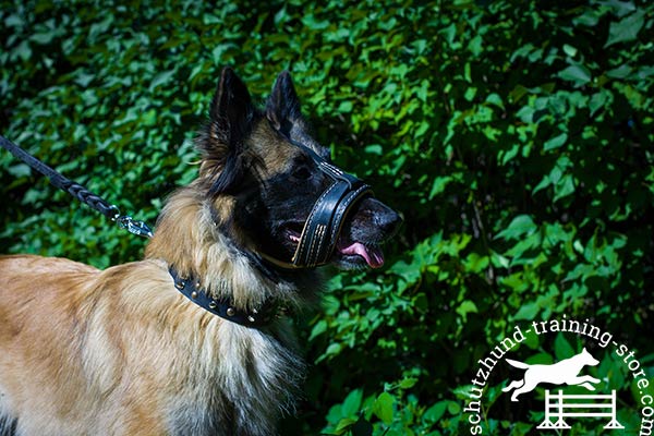Tervuren leather muzzle with rust-resistant hardware for walking