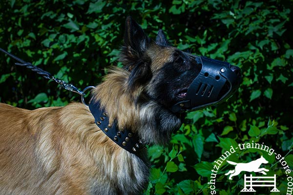 Tervuren leather muzzle with rust-proof fittings for improved control