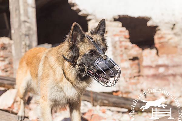 Tervuren wire basket muzzle with rust-proof hardware for quality control